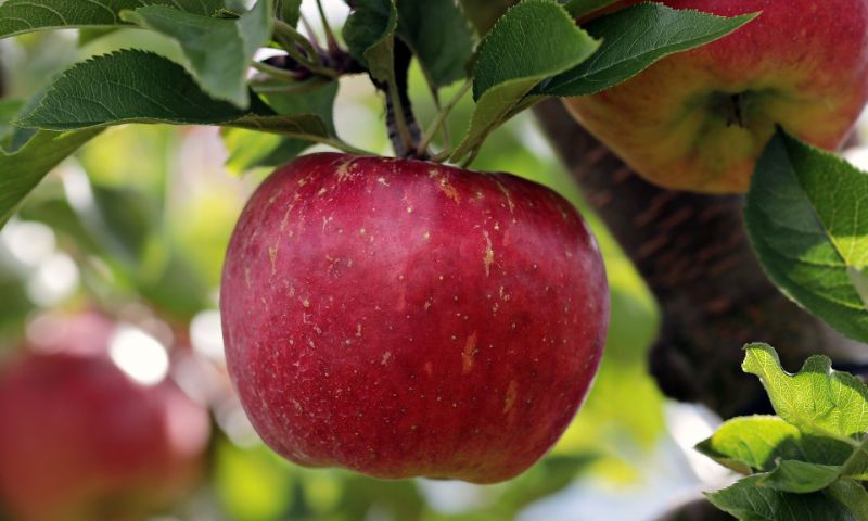 Natural Wax on Apples