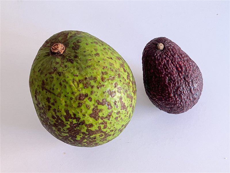 A large green speckled avocado next to a small dark Hass avocado