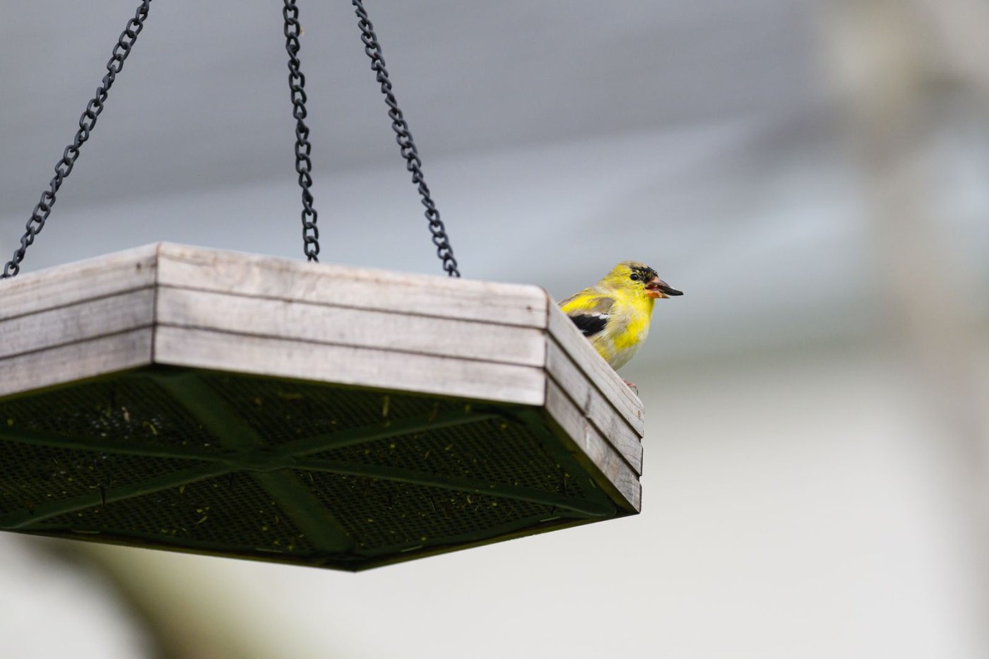How to Attract Birds to Your Garden on a Budget