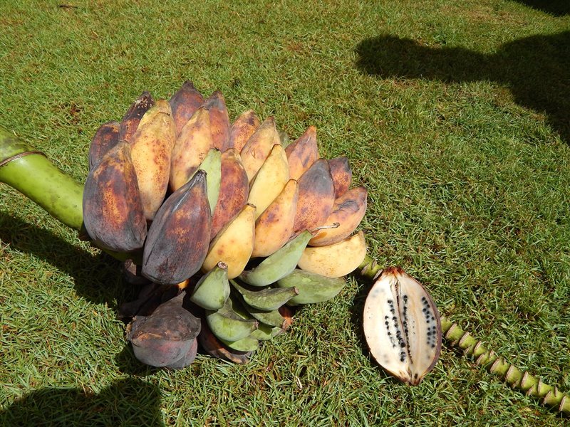 A bunch of wild banana fruit with a cut fruit showing hard black seeds inside