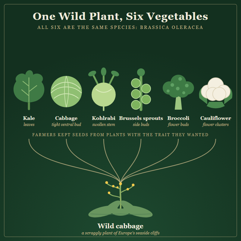 A diagram showing a wild cabbage plant at the bottom branching into six vegetables: kale (leaves), cabbage (tight central bud), kohlrabi (swollen stem), Brussels sprouts (side buds), broccoli (flower buds), and cauliflower (flower clusters)