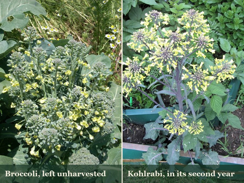 Side by side photos of a broccoli plant and a kohlrabi plant, both covered in small yellow flowers