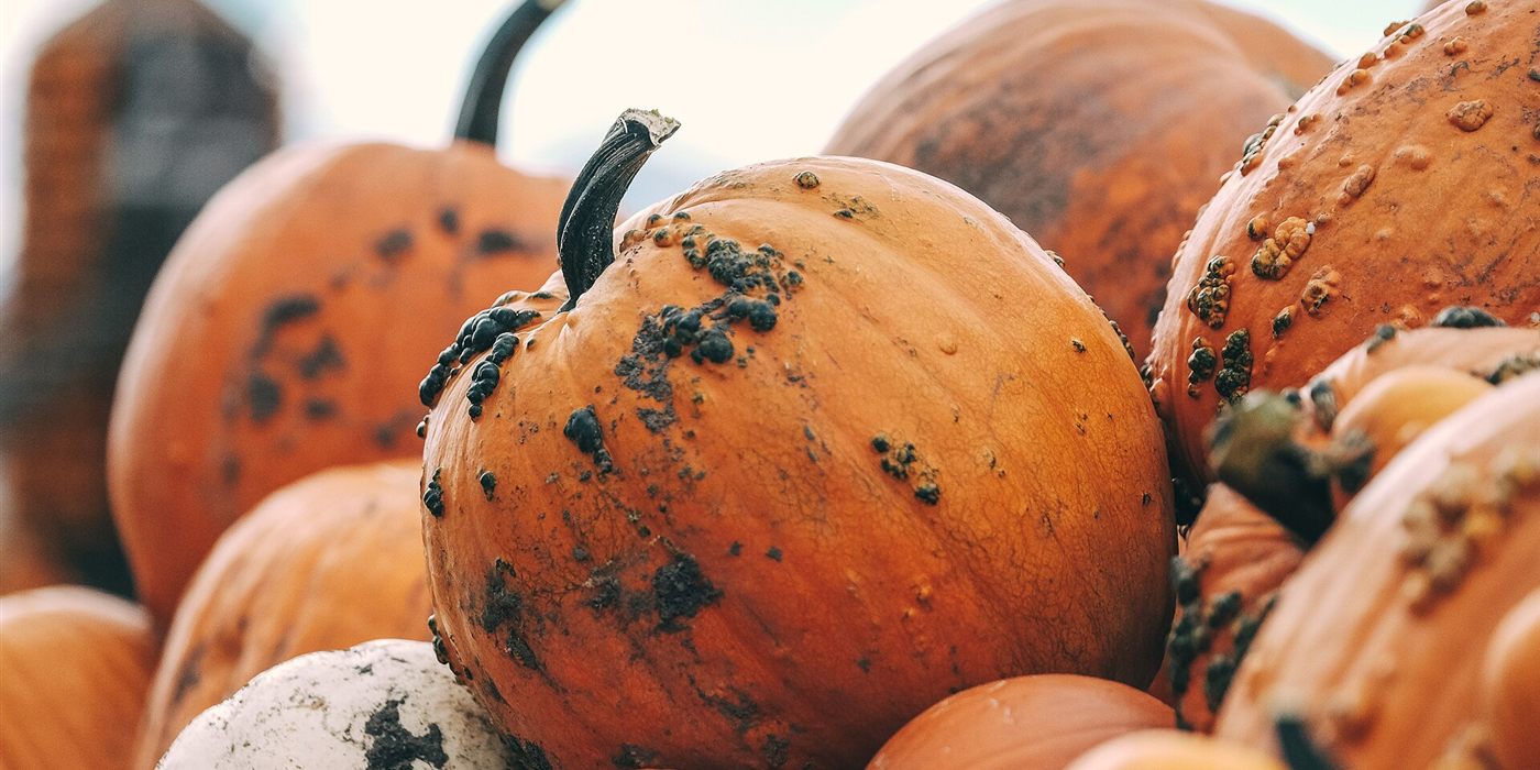 Is Canned Pumpkin Really Pumpkin? The Tan, Oblong Truth