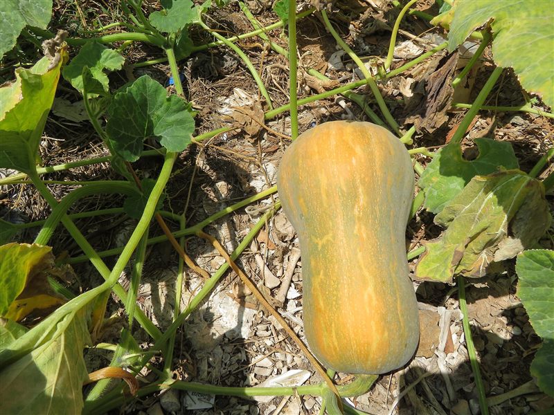 A tan, oblong butternut squash growing on a vine among green leaves