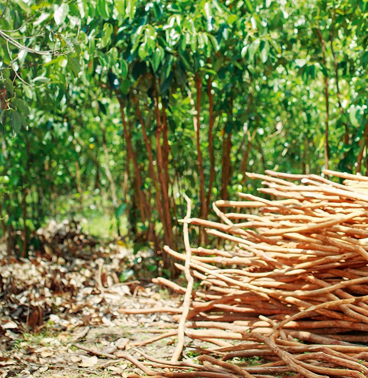 A grove of cinnamon trees with slender reddish stems and green leaves, with a pile of freshly cut cinnamon shoots in the foreground