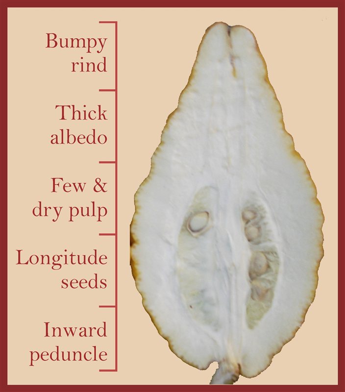 A diagram of a citron cut in half showing a bumpy rind, thick white albedo, and few dry pulp segments