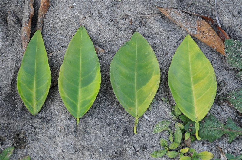 Four citrus leaves showing increasing yellow blotches from citrus greening