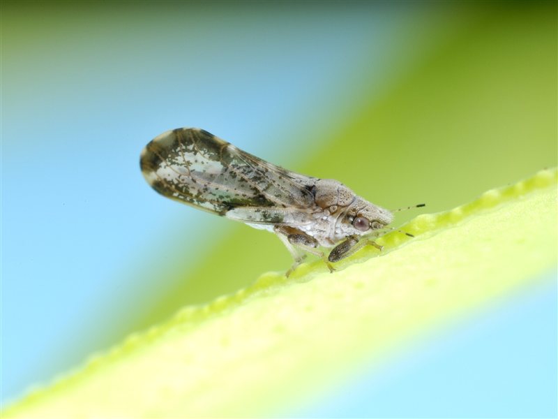 An Asian citrus psyllid insect on a citrus leaf