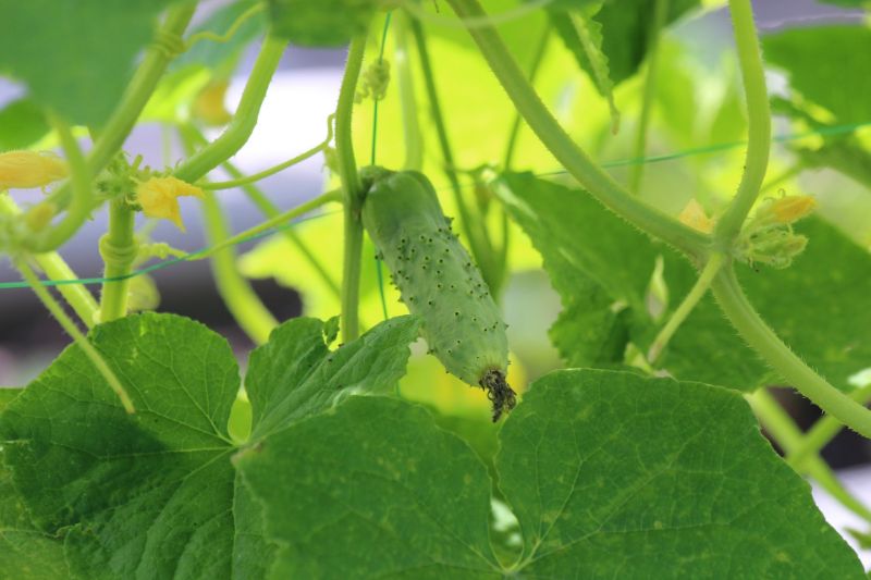 Cucumber Plant