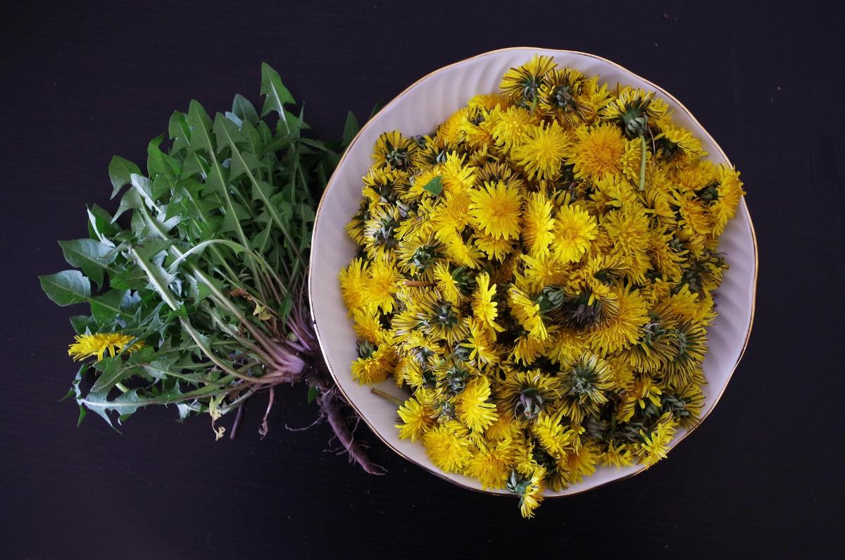 Dandelions: The Backyard Weed That Was Once a Treasured Food