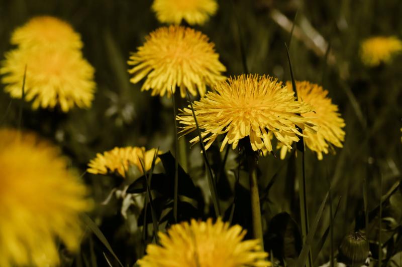 Dandelion greens and roots