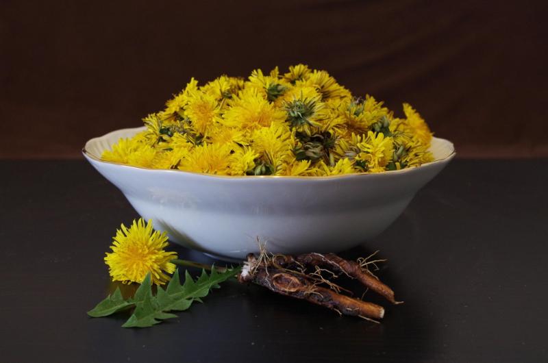 Dandelion greens and roots