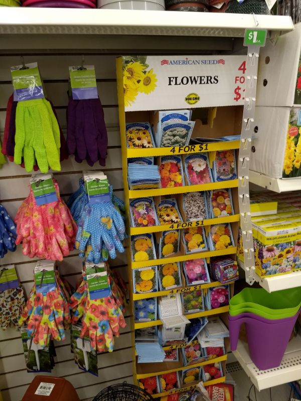 Dollar Tree Flowers Seeds