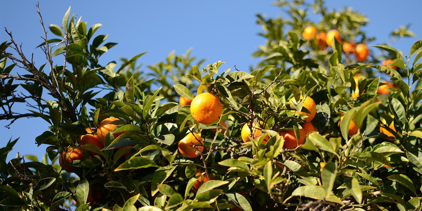 Where Did Florida's Oranges Go? Citrus Greening Explained