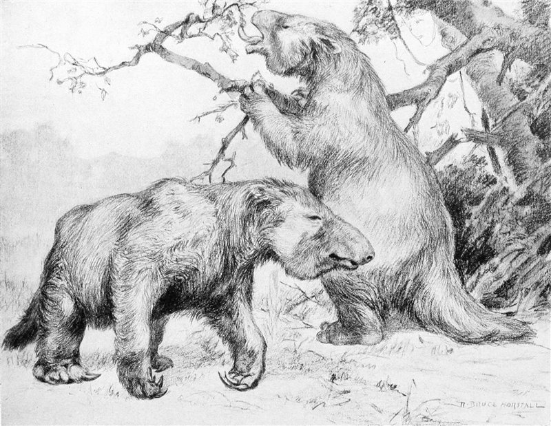 A black-and-white illustration of two giant ground sloths, one standing on its hind legs to pull down a tree branch