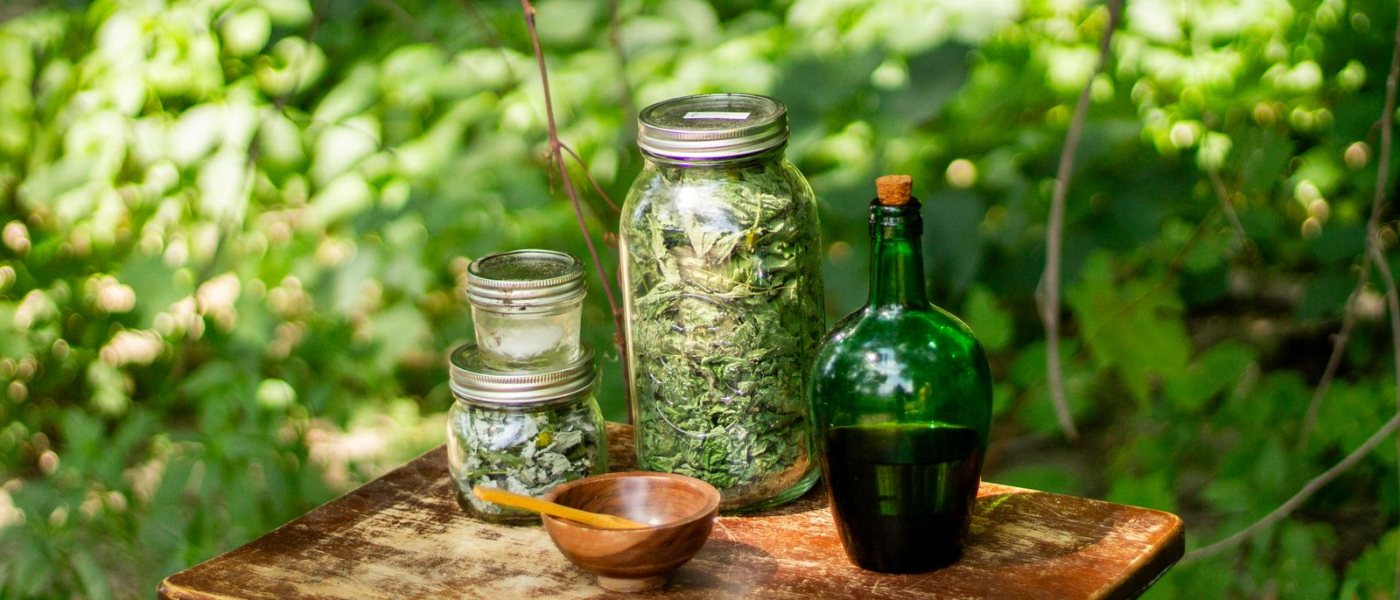 Goldenseal: A Woodland Herb's Journey From Native Medicine to Store Shelves