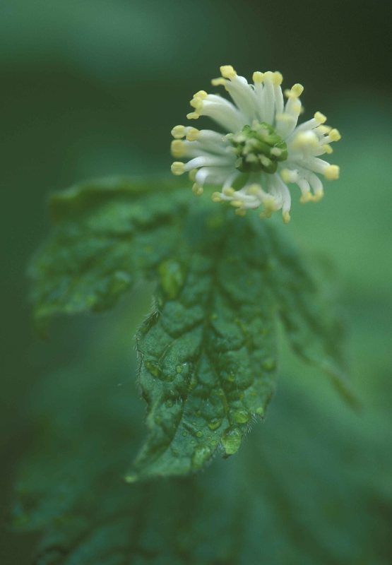 A goldenseal plant in bloom with a white flower and lobed green leaves