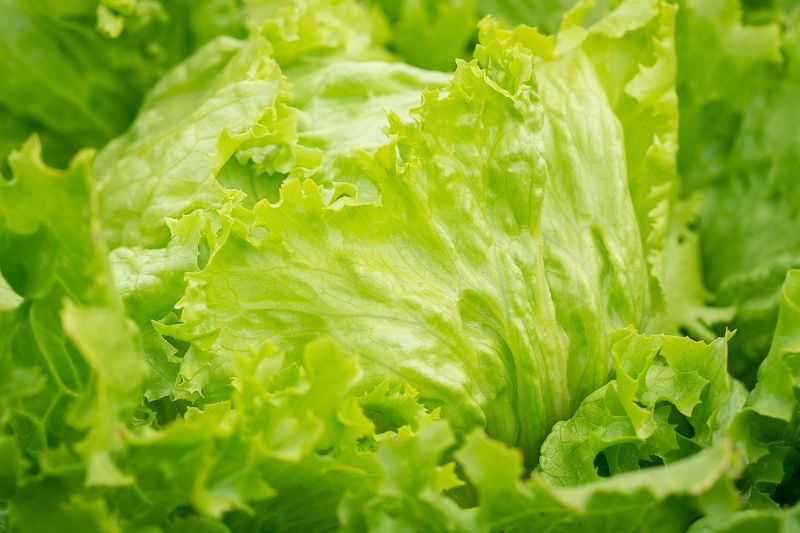 Origins of Iceberg Lettuce