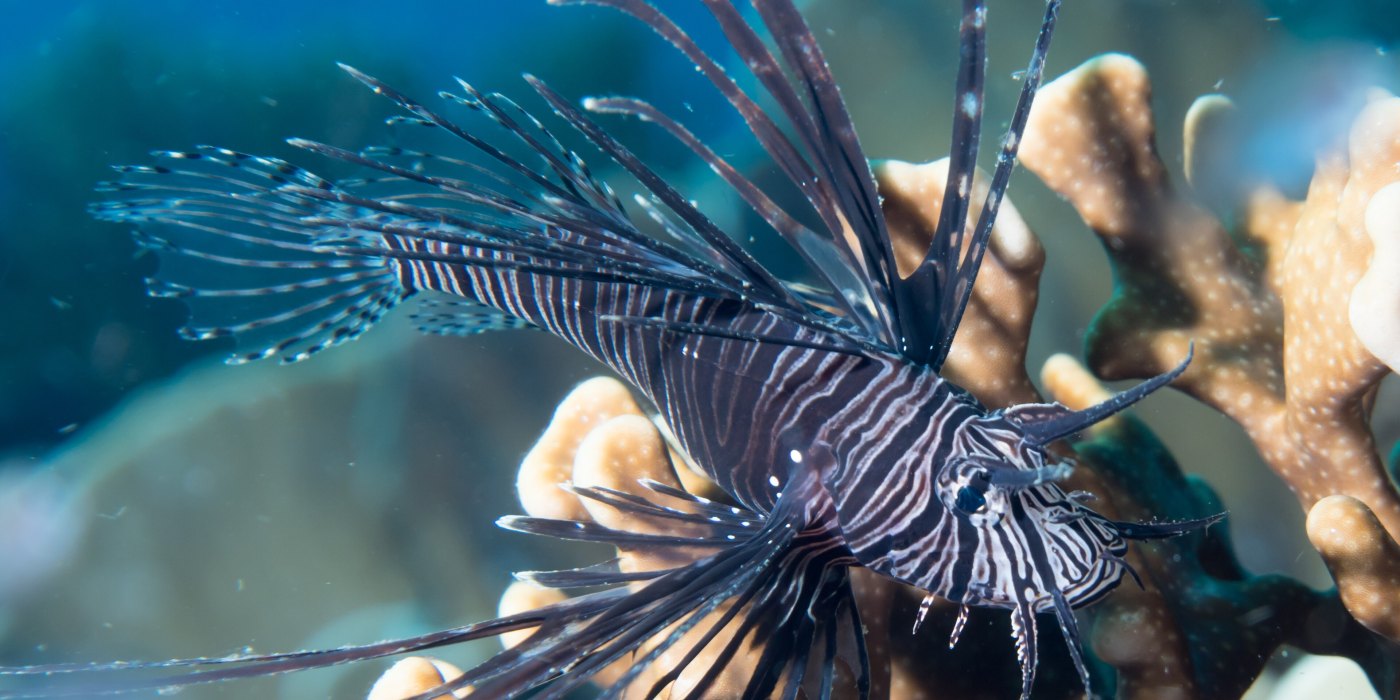 Eat Lionfish, Help the Reef: Why This Invasive Fish Belongs on Your Plate
