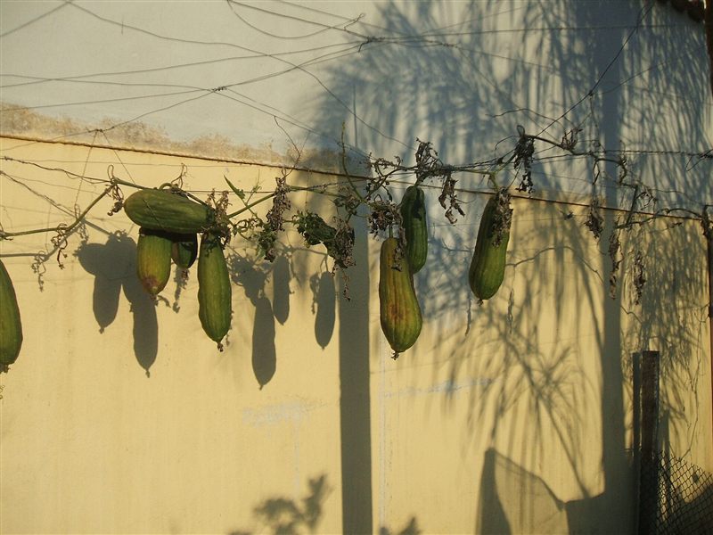 Several loofah gourds hanging from dried vines strung along wires against a sunlit wall
