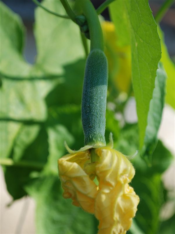 A young green loofah fruit covered in fine hairs hanging below a leaf, with a wilting yellow flower at its tip