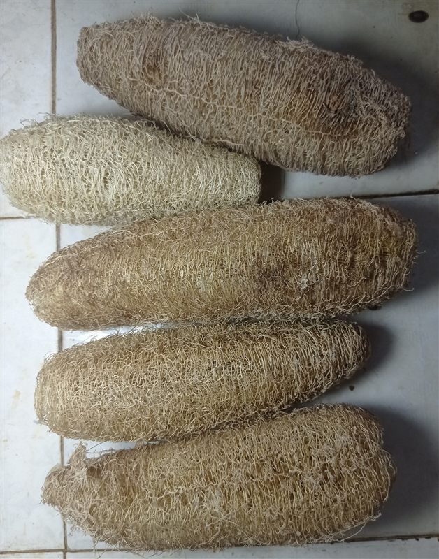 Five peeled and dried loofah sponges lined up on a tile floor, in shades of cream and tan