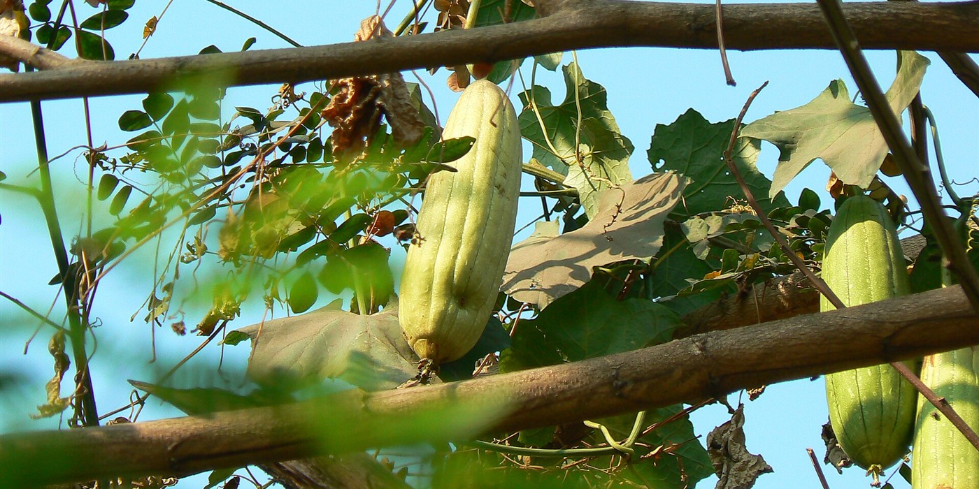 Grow Your Own Sponges: How to Raise Loofah at Home