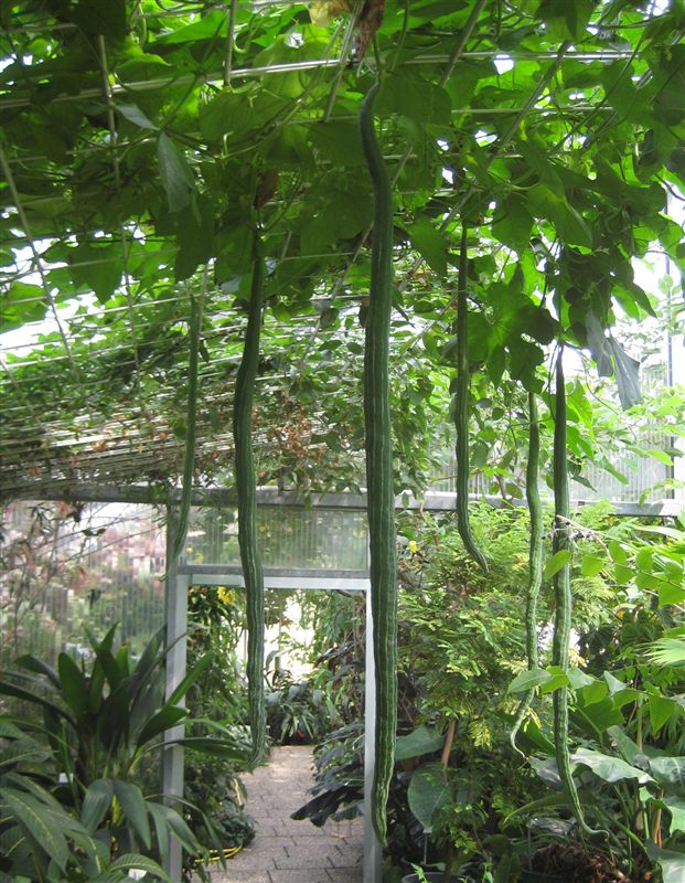 Long green loofah gourds hanging from a leafy overhead trellis inside a greenhouse