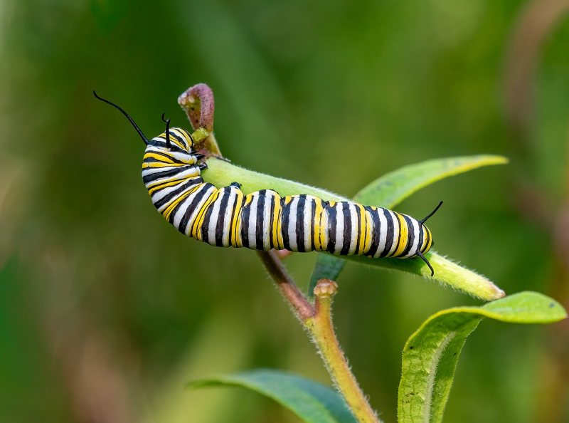 A striped monarch caterpillar feeding on a milkweed stem