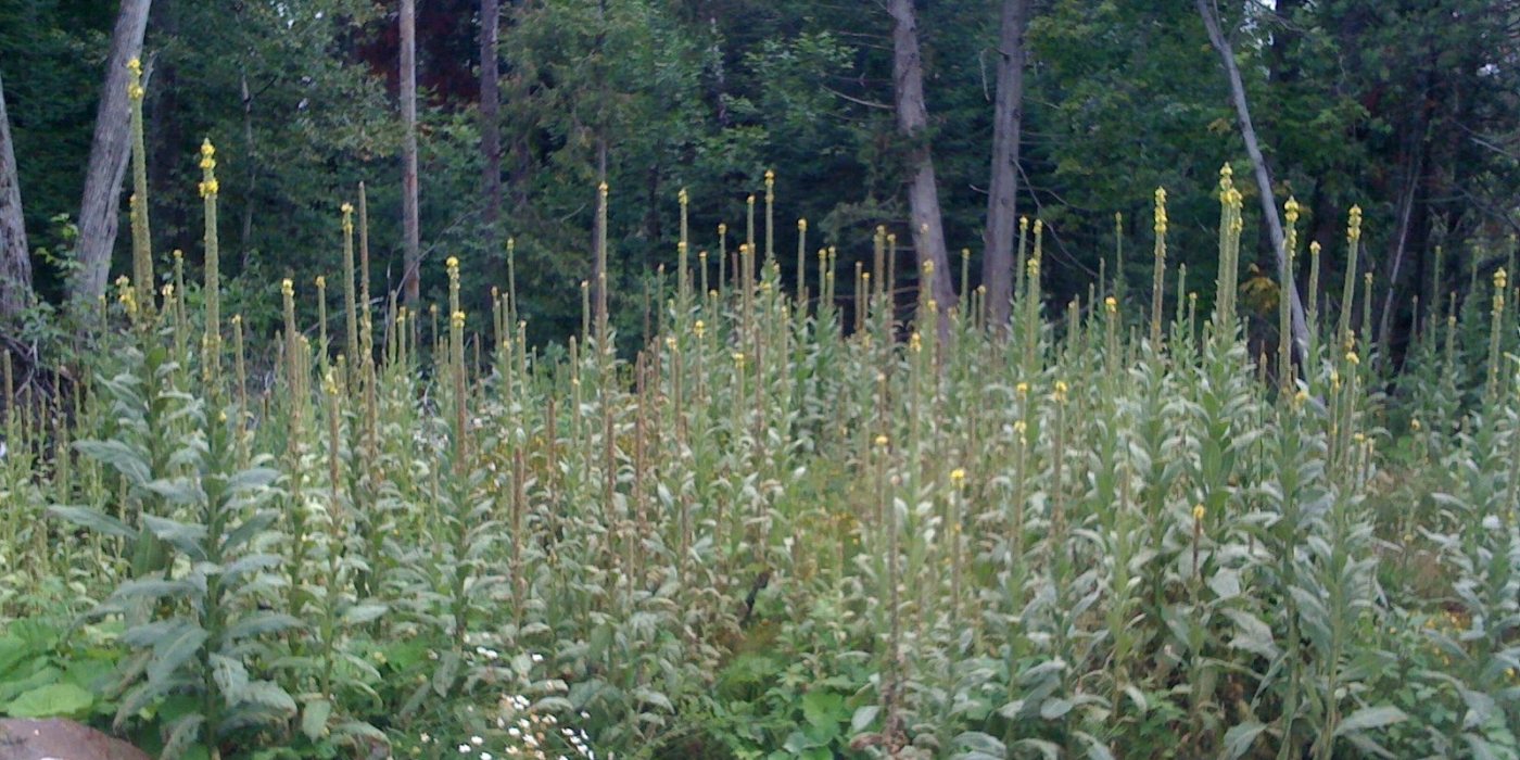 Mullein: The Roadside Weed Behind a Centuries-Old Herbal Tea