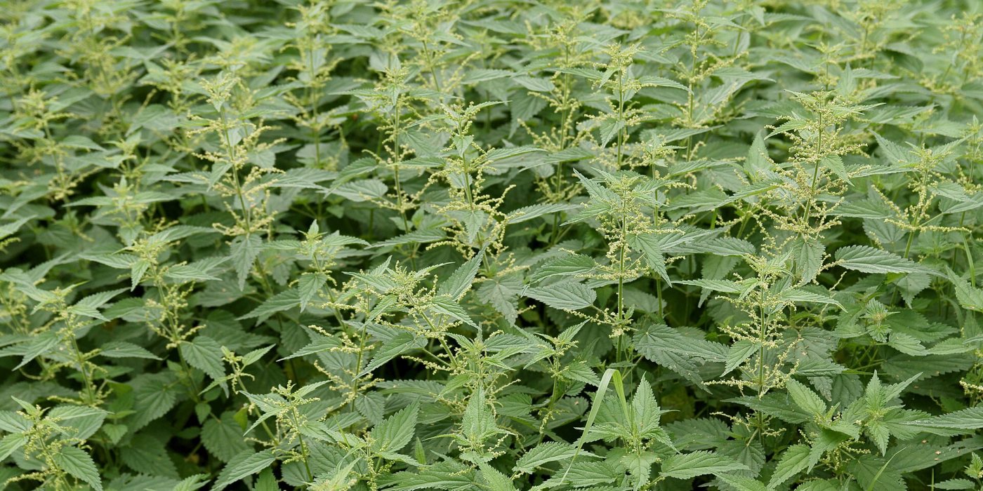 Stinging Nettle: The Weed That Became Cloth, Soup, and Tea