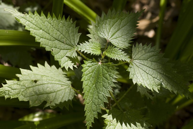 Close-up of serrated stinging nettle leaves growing in dappled light