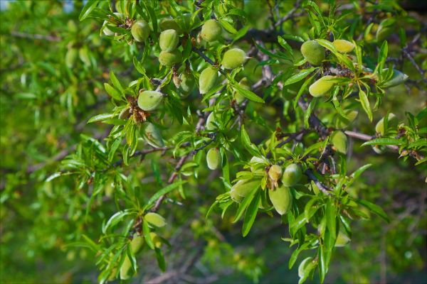 Almond Tree