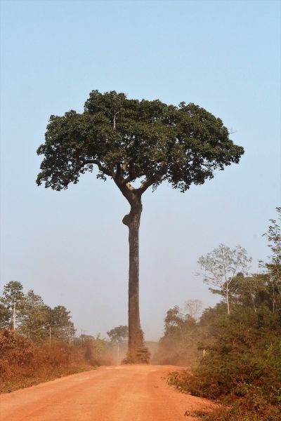 Brazil Nut Tree