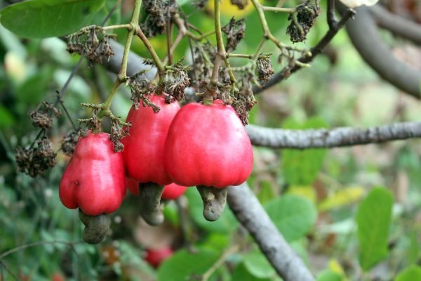 Cashew Apple