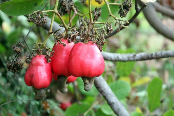 Cashew Apple