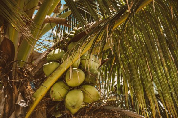 Coconut Tree