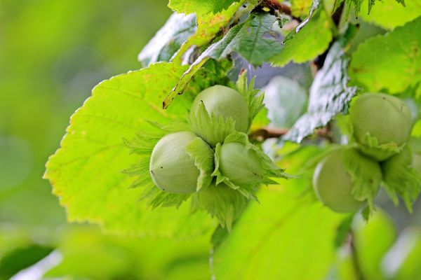 Hazelnut Tree