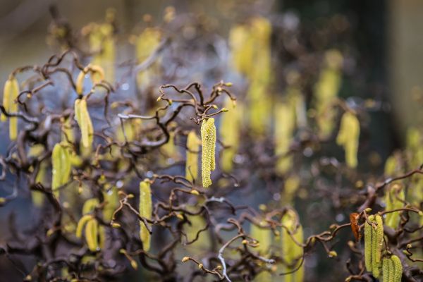 Peanut Bush