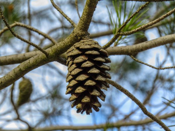 Pine Nuts