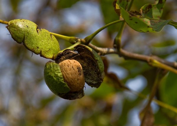 Walnut Tree