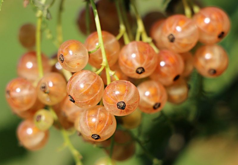 Currants are berries