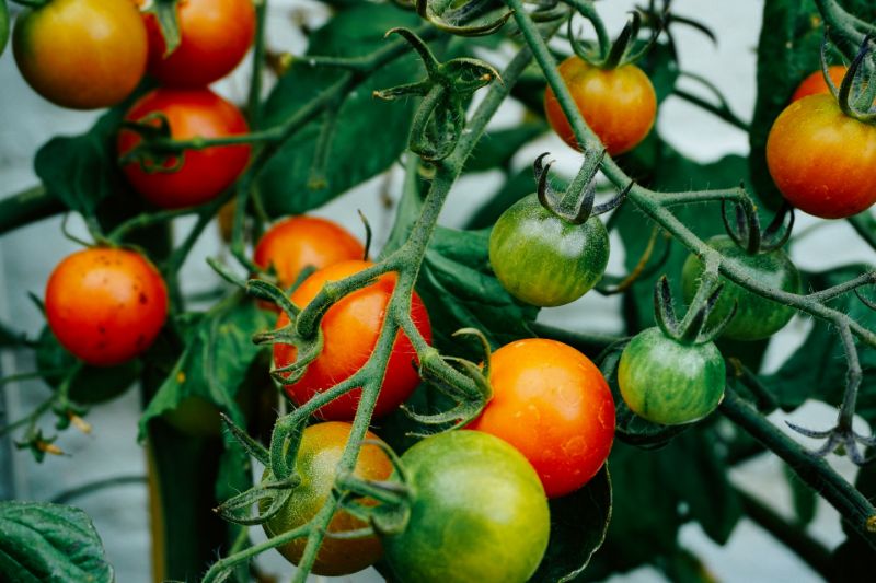 Tomatoes are berries