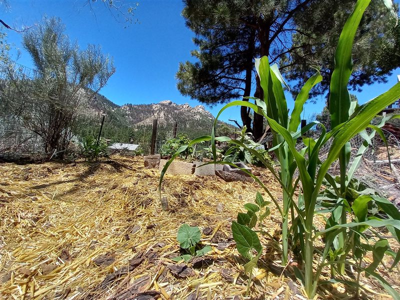 Young corn plants with bean and squash seedlings growing in mulched soil with mountains in the background