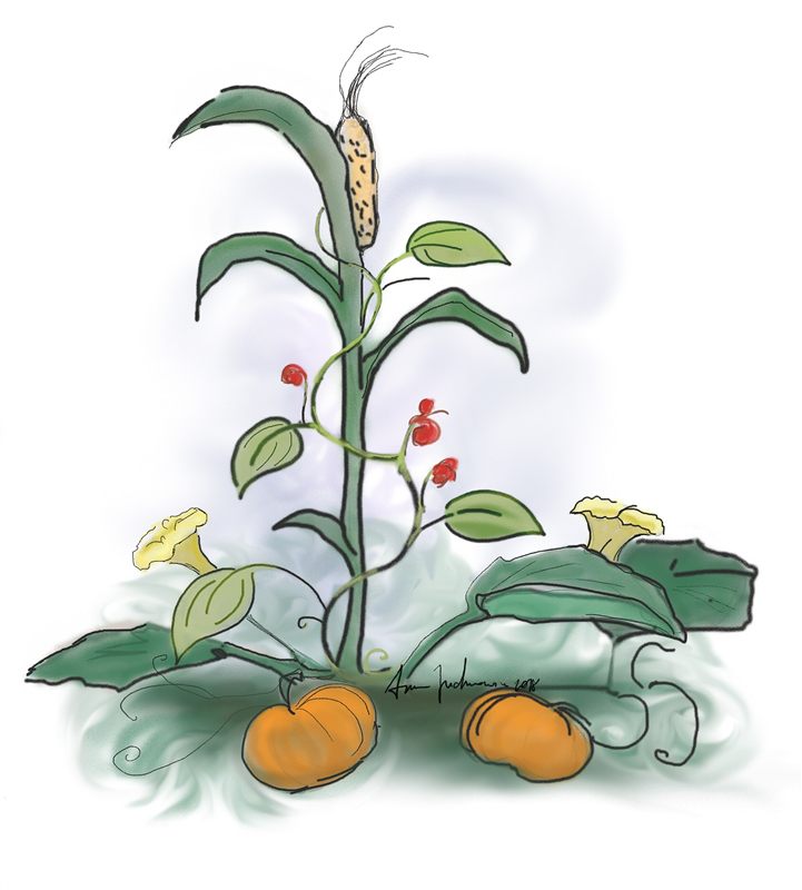 An illustration of a tall corn plant with climbing bean vines and orange pumpkins growing at its base