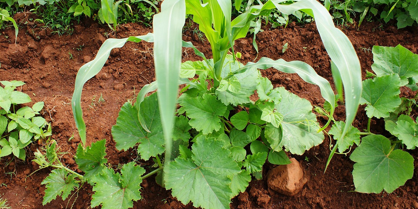 Three Sisters Garden: How to Grow Corn, Beans, and Squash Together