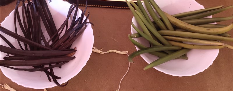 Fresh green vanilla pods in one bowl next to dark cured pods in another