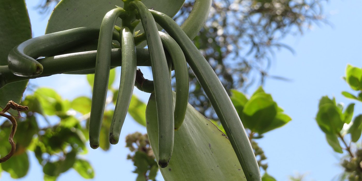 Why Is Vanilla So Expensive? The Orchid Pollinated by Hand