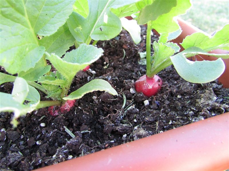 Young radish plants with bright green leaves and a red radish root showing at the soil surface